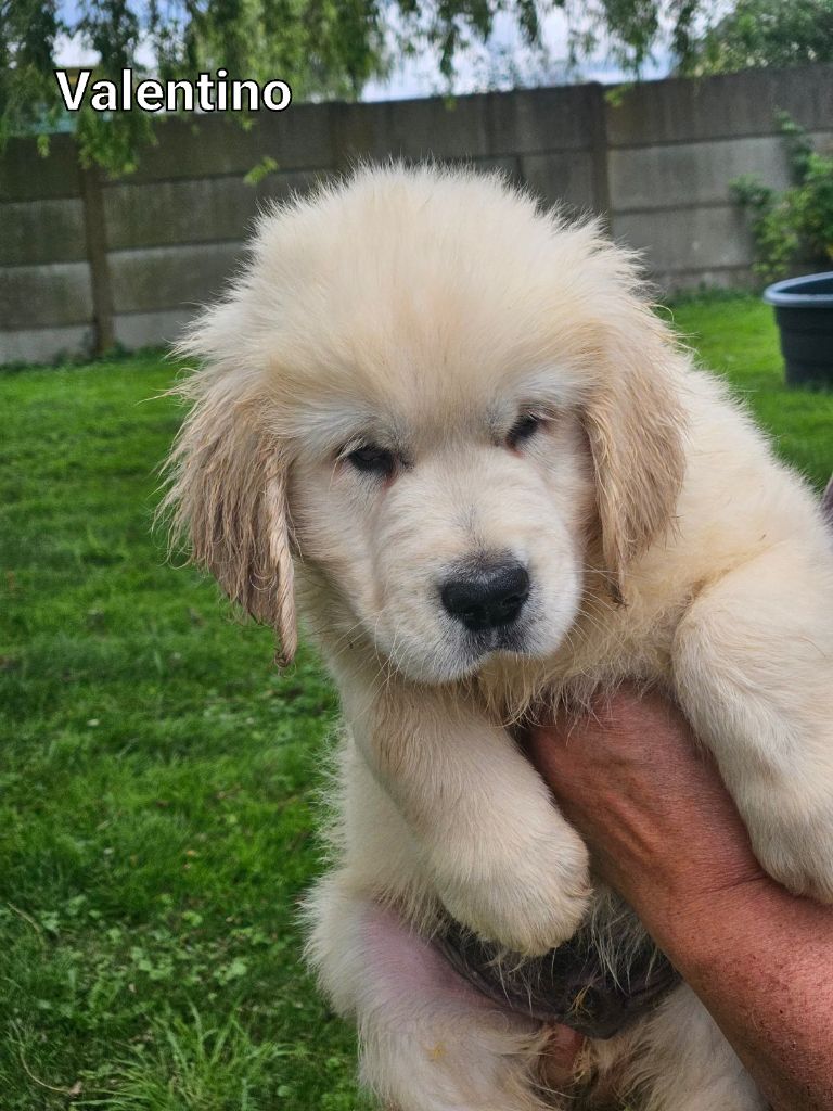 Du bois du double - Chiot disponible  - Golden Retriever