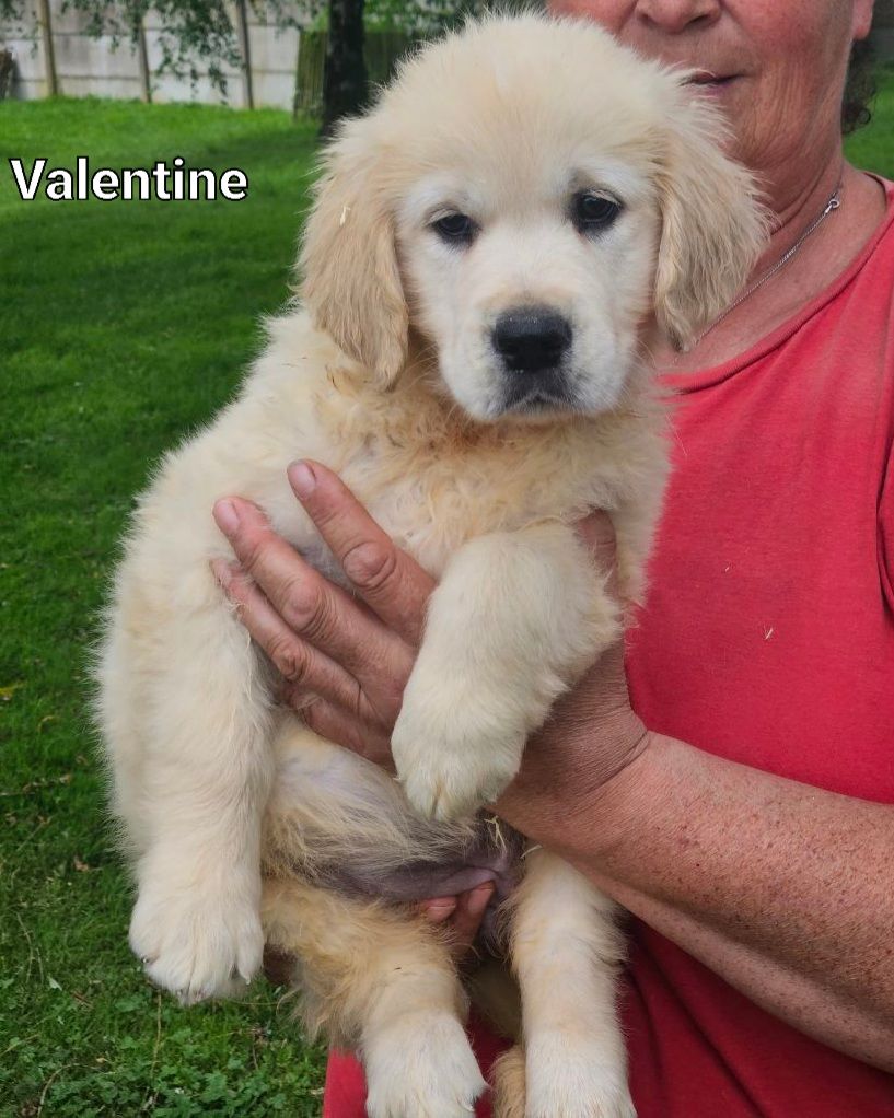 Du bois du double - Chiot disponible  - Golden Retriever