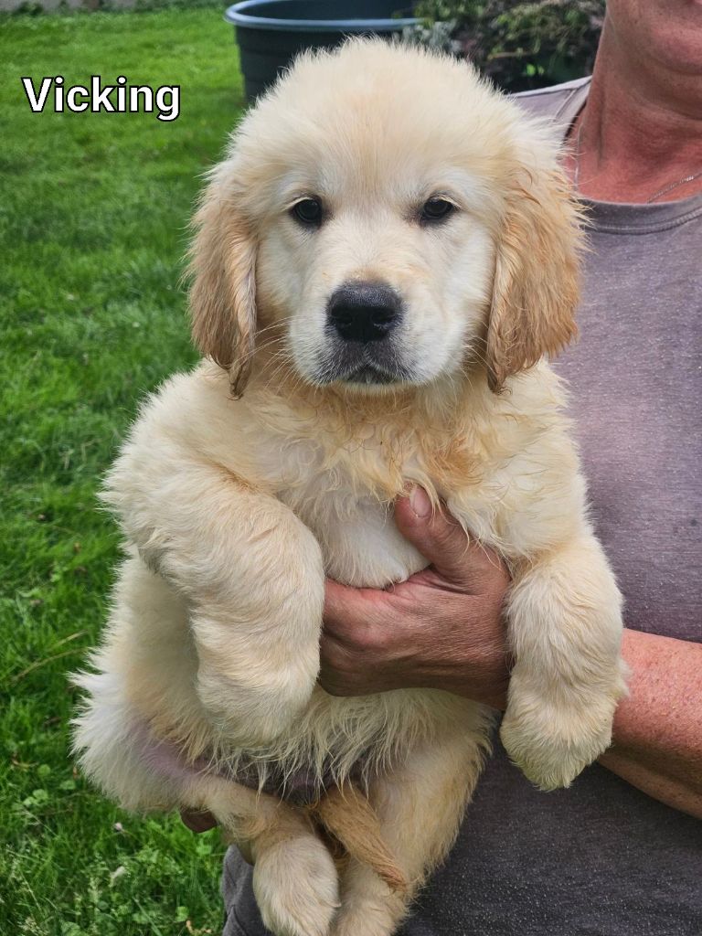 Du bois du double - Chiot disponible  - Golden Retriever