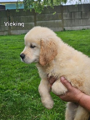 VIKING