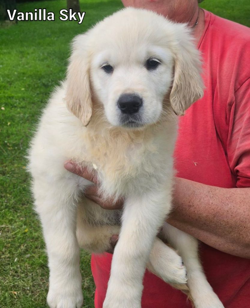 Du bois du double - Chiot disponible  - Golden Retriever