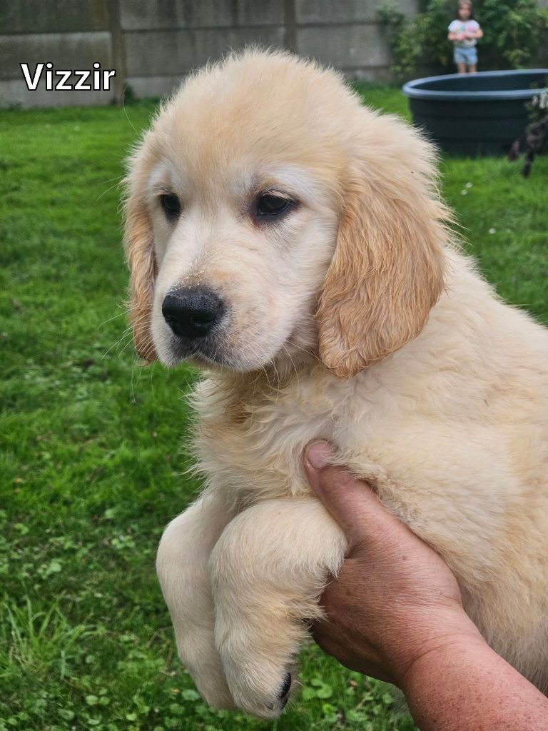 Du bois du double - Chiot disponible  - Golden Retriever