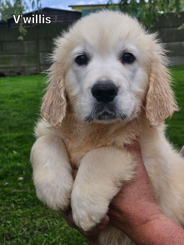 Du bois du double - Chiot disponible  - Golden Retriever