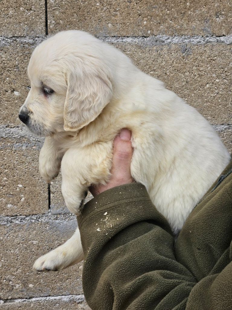 Du bois du double - Chiots disponibles - Golden Retriever