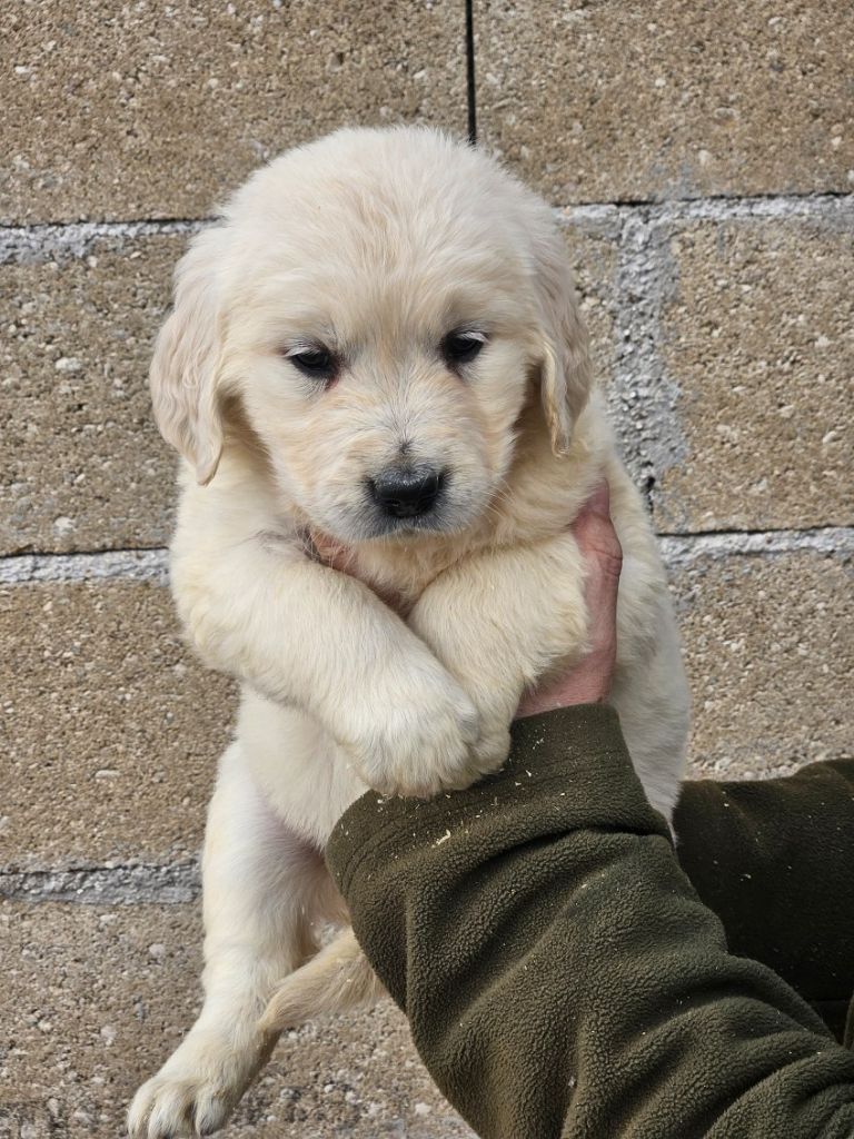 Du bois du double - Chiots disponibles - Golden Retriever