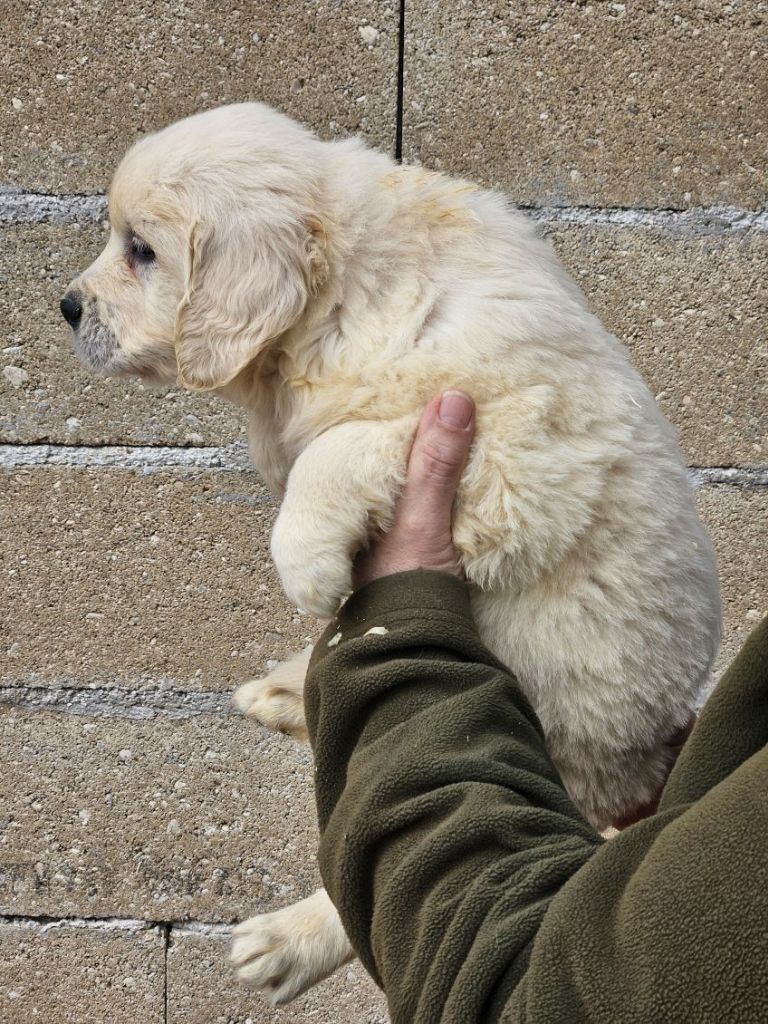 Du bois du double - Chiots disponibles - Golden Retriever